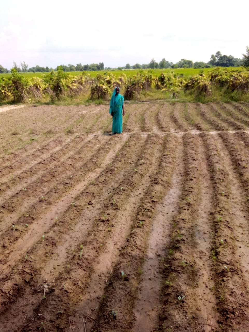 Agriculture Development